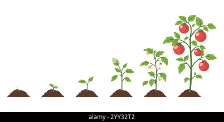 Abbildung Der Tomatenwachstumsstadien. Vektor-Cartoon zeigt Tomatenwachstum von Samen, Keimung, Keimung, Blüte bis zur Reifen Pflanze mit Reifen Früchten Stock Vektor