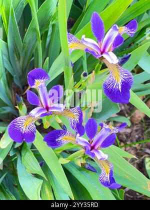 Leuchtende lila Irise in Bloom Stockfoto