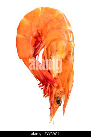 Die Draufsicht einzelner roter oder oranger gekochter Garnelen oder gedämpfter Garnelen ist auf weißem Hintergrund mit Beschneidungspfad isoliert. Stockfoto