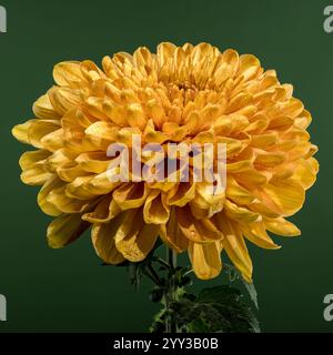 Nahaufnahme einer leuchtenden gelben, goldenen Chrysanthemenblume, bedeckt mit frischen Tautropfen vor grünem Hintergrund. Stockfoto