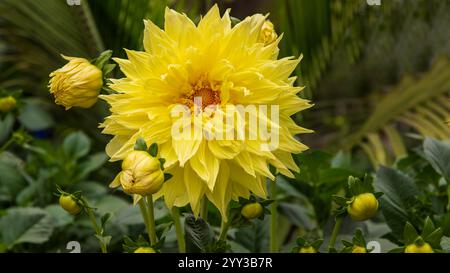 Dahlien sind lebendige, mehrblättrige Blüten, die für ihre auffälligen Farben und einzigartigen Formen bekannt sind. In Mexiko beheimatet. Stockfoto