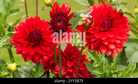 Dahlien sind lebendige, mehrblättrige Blüten, die für ihre auffälligen Farben und einzigartigen Formen bekannt sind. In Mexiko beheimatet. Stockfoto