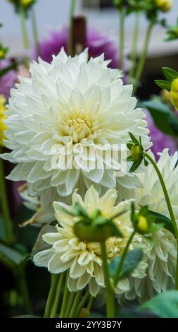 Dahlien sind lebendige, mehrblättrige Blüten, die für ihre auffälligen Farben und einzigartigen Formen bekannt sind. In Mexiko beheimatet. Stockfoto