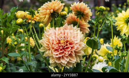 Dahlien sind lebendige, mehrblättrige Blüten, die für ihre auffälligen Farben und einzigartigen Formen bekannt sind. In Mexiko beheimatet. Stockfoto