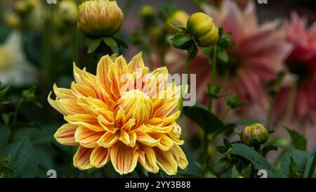 Dahlien sind lebendige, mehrblättrige Blüten, die für ihre auffälligen Farben und einzigartigen Formen bekannt sind. In Mexiko beheimatet. Stockfoto