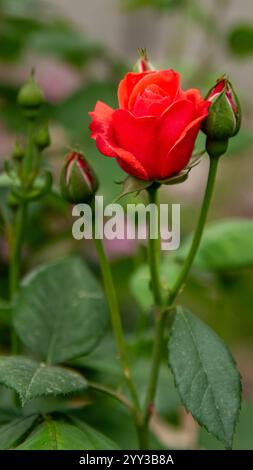 Die Rose, ein Symbol für Liebe und Schönheit, ist ein blühender Sträucher mit einer reichen Geschichte. Die samtigen Blütenblätter sind in verschiedenen Farben erhältlich. Stockfoto