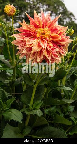 Dahlien sind lebendige, mehrblättrige Blüten, die für ihre auffälligen Farben und einzigartigen Formen bekannt sind. In Mexiko beheimatet. Stockfoto