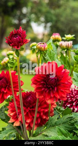 Dahlien sind lebendige, mehrblättrige Blüten, die für ihre auffälligen Farben und einzigartigen Formen bekannt sind. In Mexiko beheimatet. Stockfoto