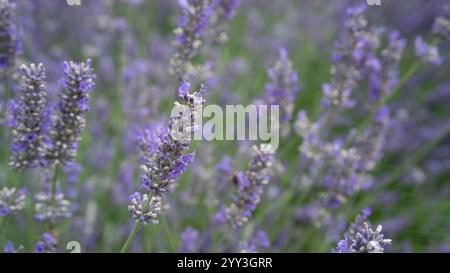 Eine Nahaufnahme blühender Lavendelblüten in einem leuchtenden violetten Feld. Die zarten Stiele erheben sich anmutig vor einer üppigen grünen Kulisse und schaffen eine ruhige Atmosphäre Stockfoto