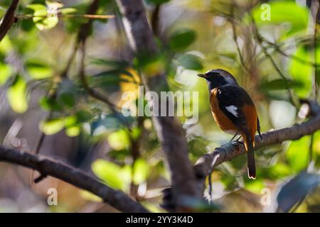 Ein männlicher Daurian-Rotstart (Phoenicurus auroreus) in Unterholz in einem Park in Japan. Stockfoto