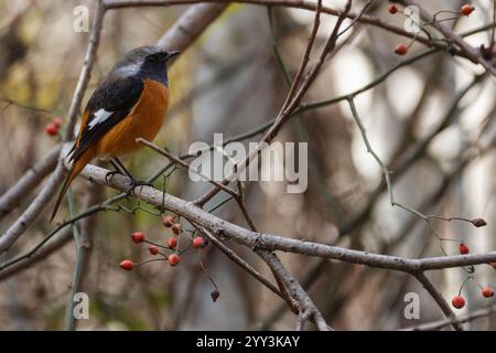 Ein männlicher Daurian Rotschurus (Phoenicurus auroreus) in Unterholz in einem Park in Kanagawa, Japan. Stockfoto