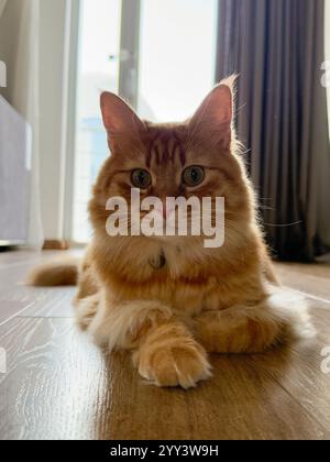 Dieses Foto zeigt eine majestätische Ingwerkatze, die elegant auf einem polierten Holzboden sitzt. Das natürliche Winterlicht strömt durch eine große Stockfoto