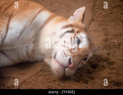 Golden Tiger „Ava“ liegt in ihrem Käfig bei Chiang Mai Night Safari. Die drei Jahre alte Ava und Schwester Luna sind mit ihren einzigartigen Ingwerweißen Mänteln und ihren breiten Augen ein Internet-Erlebnis. Stockfoto