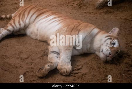 Golden Tiger „Ava“ liegt in ihrem Käfig bei Chiang Mai Night Safari. Die drei Jahre alte Ava und Schwester Luna sind mit ihren einzigartigen Ingwerweißen Mänteln und ihren breiten Augen ein Internet-Erlebnis. Stockfoto