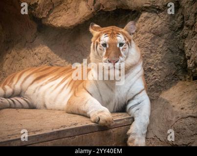 Golden Tiger „Ava“ liegt in ihrem Käfig bei Chiang Mai Night Safari. Die drei Jahre alte Ava und Schwester Luna sind mit ihren einzigartigen Ingwerweißen Mänteln und ihren breiten Augen ein Internet-Erlebnis. Stockfoto