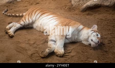 Golden Tiger „Ava“ liegt in ihrem Käfig bei Chiang Mai Night Safari. Die drei Jahre alte Ava und Schwester Luna sind mit ihren einzigartigen Ingwerweißen Mänteln und ihren breiten Augen ein Internet-Erlebnis. Stockfoto