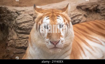 Golden Tiger „Ava“ liegt in ihrem Käfig bei Chiang Mai Night Safari. Die drei Jahre alte Ava und Schwester Luna sind mit ihren einzigartigen Ingwerweißen Mänteln und ihren breiten Augen ein Internet-Erlebnis. Stockfoto