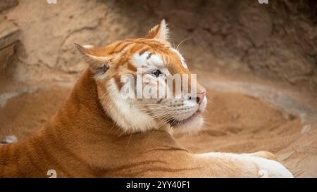 Golden Tiger „Ava“ liegt in ihrem Käfig bei Chiang Mai Night Safari. Die drei Jahre alte Ava und Schwester Luna sind mit ihren einzigartigen Ingwerweißen Mänteln und ihren breiten Augen ein Internet-Erlebnis. Stockfoto
