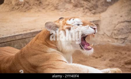Golden Tiger „Ava“ liegt in ihrem Käfig bei Chiang Mai Night Safari. Die drei Jahre alte Ava und Schwester Luna sind mit ihren einzigartigen Ingwerweißen Mänteln und ihren breiten Augen ein Internet-Erlebnis. Stockfoto
