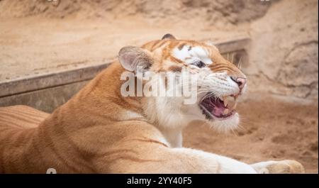 Golden Tiger „Ava“ liegt in ihrem Käfig bei Chiang Mai Night Safari. Die drei Jahre alte Ava und Schwester Luna sind mit ihren einzigartigen Ingwerweißen Mänteln und ihren breiten Augen ein Internet-Erlebnis. Stockfoto
