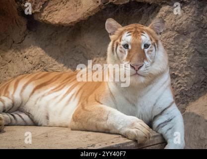 Golden Tiger „Ava“ liegt in ihrem Käfig bei Chiang Mai Night Safari. Die drei Jahre alte Ava und Schwester Luna sind mit ihren einzigartigen Ingwerweißen Mänteln und ihren breiten Augen ein Internet-Erlebnis. Stockfoto