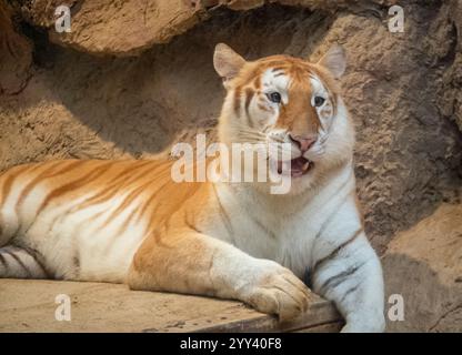 Golden Tiger „Ava“ liegt in ihrem Käfig bei Chiang Mai Night Safari. Die drei Jahre alte Ava und Schwester Luna sind mit ihren einzigartigen Ingwerweißen Mänteln und ihren breiten Augen ein Internet-Erlebnis. Stockfoto
