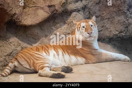 Golden Tiger „Ava“ liegt in ihrem Käfig bei Chiang Mai Night Safari. Die drei Jahre alte Ava und Schwester Luna sind mit ihren einzigartigen Ingwerweißen Mänteln und ihren breiten Augen ein Internet-Erlebnis. Stockfoto