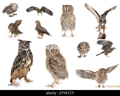 Raubvogel-Bilder vor weißem Studio Stockfoto