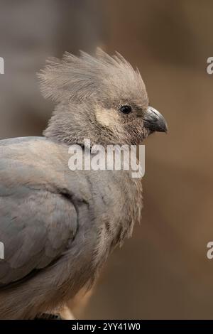 Grauer Abwesenheitsvogel (Crinifer concolor) Pilanesberg Nature Reserve, Südafrika Stockfoto