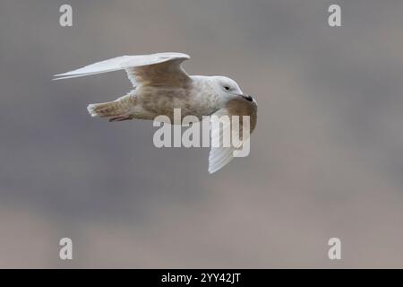 Islandmöwe (Larus glaucoides), unreif im Flug von unten gesehen, Südregion, Island Stockfoto