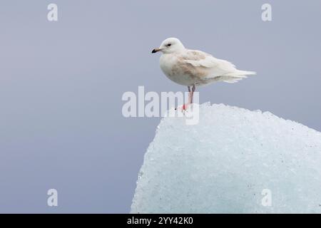 Islandmöwe (Larus glaucoides), Seitenansicht eines auf einem Eisberg stehenden Unreifen, Südregion, Island Stockfoto