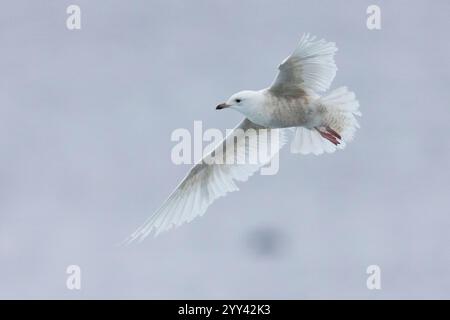 Islandmöwe (Larus glaucoides), unreif im Flug von unten gesehen, Südregion, Island Stockfoto