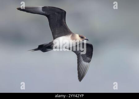 Parasitärer Jaeger (Stercorarius parasiticus), Seitenansicht eines leichten morphen Erwachsenen im Flug, Südliche Region, Island Stockfoto