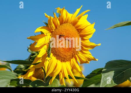 Gelbe Sonnenblume auf einem Feld vor einem hellblauen Himmel an einem sonnigen Tag. Nahaufnahme der Sonnenblume. Die Sonnenblume blüht. Eine große grüne Heuschrecke sitzt Stockfoto