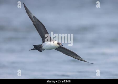 Parasitärer Jaeger (Stercorarius parasiticus), leichter morphischer Erwachsener im Flug, Südliche Region, Island Stockfoto