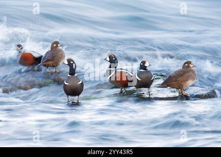 Harlequin Duck (Histrionicus histrionicus), eine kleine Herde, die auf einigen Felsen ruht, Nordostregion, Island Stockfoto