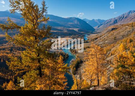 Herbstlicher Blick auf den sich windenden Fluss in den Altai-Bergen, umgeben von gelben Bäumen und klarem Himmel. Bietet eine ruhige und farbenfrohe Landschaft. Stockfoto