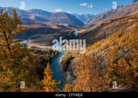 Faszinierende Aussicht auf goldene Herbstbäume, die einen sich schlängelnden Fluss in den Altai Bergen säumen, umgeben von atemberaubenden Gipfeln unter klarem Himmel, bieten eine malerische und ruhige natürliche Umgebung Stockfoto