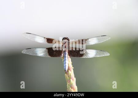 Dragonfly close up in a hot summer day in Indianapolis, IN, USA Stockfoto