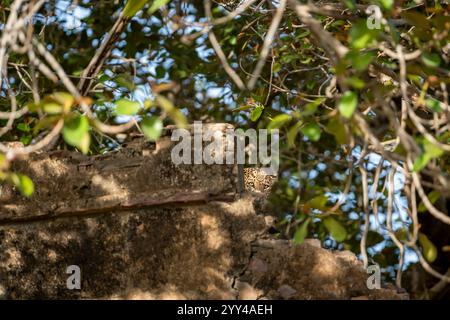 Wilde, schüchterne männliche Leoparden oder Panther oder panthera pardus Tarngesicht versteckt sich hinter alten Mauern von Burgruinen im Schatten von Banyanbäumen im grünen Hintergrund Stockfoto