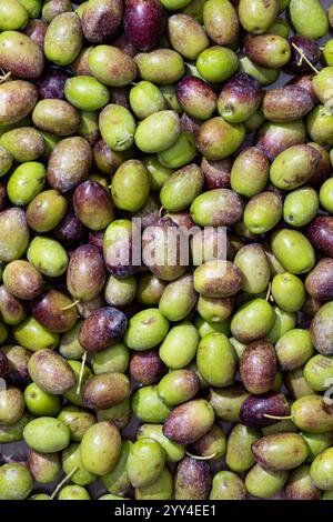 Ein farbenfrohes Sortiment an frischen grünen und violetten Oliven zeigt eine reichhaltige und glänzende Textur, die in hoher Auflösung erfasst wird. Diese Oliven haben eine natürliche ap Stockfoto