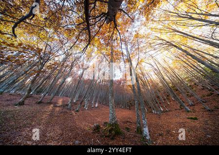 Faszinierende Herbstlandschaft im alten Eibenwald von Tosande, Palencia, mit einer herrlichen Auswahl an goldenen Blättern und dem majestätischen Jahrtausend Stockfoto