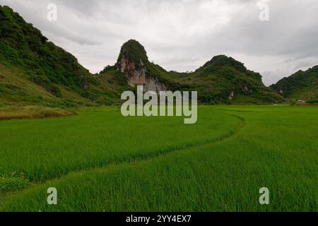 Pulsierende grüne Reisfelder erstrecken sich über die Landschaft Balis, umgeben von üppigen Bergen unter bewölktem Himmel, diese ruhige ländliche Szene fängt essen ein Stockfoto