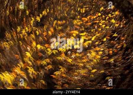 Dieses Bild zeigt Kastanienblätter in Gelb- und Brauntönen und erzeugt einen abstrakten, bewegungsunschärfen Effekt, der ein Gefühl des Herbstes vermittelt Stockfoto