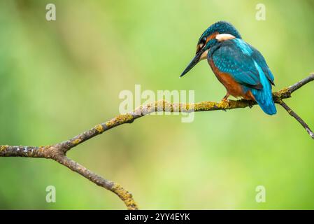 Ein farbenfroher Vogel mit leuchtenden blauen und orangen Federn, der auf einem moosbedeckten Zweig thront. Der unscharfe grüne Hintergrund unterstreicht seine markante Wirkung Stockfoto