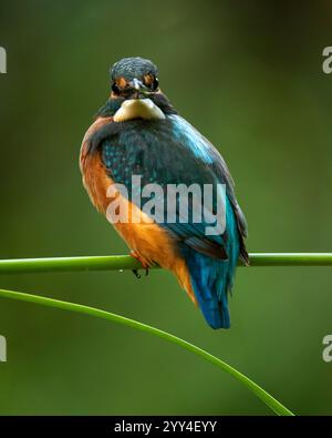 Ein lebendiger eisvogel thront anmutig auf einem üppig grünen Zweig vor einem unscharfen natürlichen Hintergrund, den seine markanten blauen und orangen Federn erzeugen Stockfoto