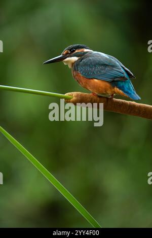 Ein lebendiger eisvogel mit auffälligem blau-orangenem Gefieder sitzt auf einem Zweig vor einem verschwommenen grünen Hintergrund und zeigt seine natürliche Schönheit und Stockfoto