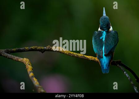 Ein lebendiger eisvogel liegt auf einem mit Flechten bedeckten Zweig, mit auffälligem blauem und grünem Gefieder vor einer verschwommenen natürlichen Kulisse, ideal für die Natur Stockfoto