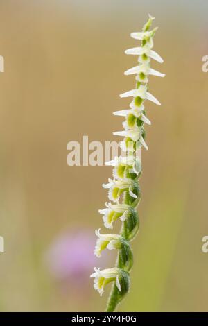 Eine Nahaufnahme einer weißen spiralblühenden Orchidee mit komplizierten Blüten vor einem weichen, unscharfen Hintergrund. Eine schöne Darstellung von delikat, na Stockfoto