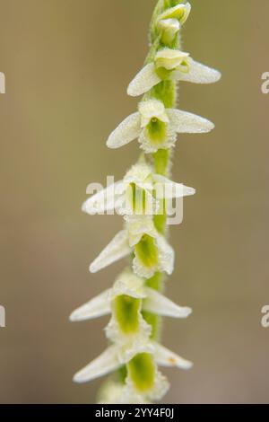 Faszinierende Nahaufnahme kleiner weißer Orchideenblüten in einem vertikalen Cluster auf einem grünen Stiel vor einem weichen Hintergrund, der die komplizierte Natur zeigt Stockfoto